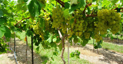 Viticulture : L’Algérie peut être leader en la matière