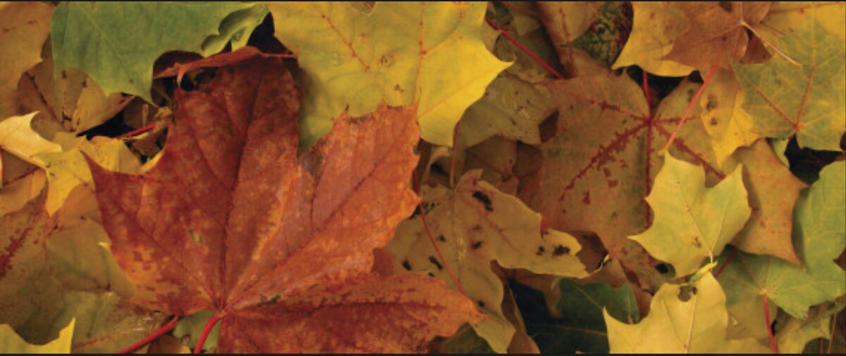 Pourquoi les feuilles d’automne prennent cette couleur