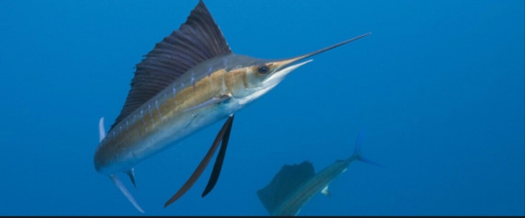 Jijel: la pêche à l&rsquo;espadon interdite pour repos biologique