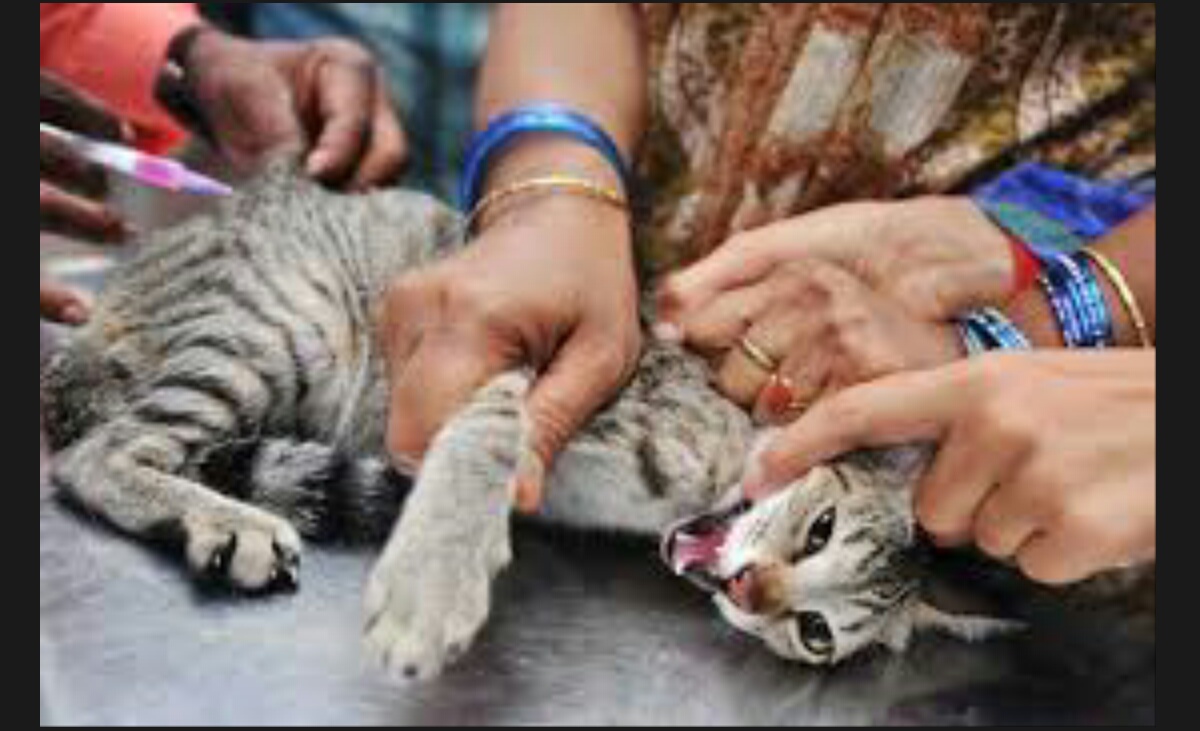 La « rage muette » représente 30% des cas de rage à Oran