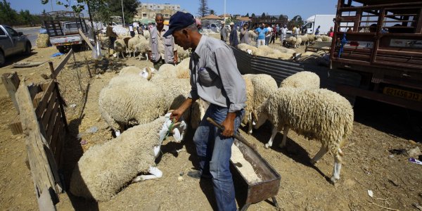 Viande putréfiée : les résultats de l’enquête à la fin de la semaine