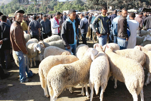 A l’est du pays, le mouton ne fait pas l’exception: Aïd el-Adha : la rentrée scolaire est passée par là