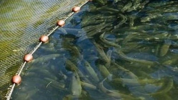 Mostaganem: lancement de la réalisation d’une ferme expérimentale d’aquaculture et de biologie marine