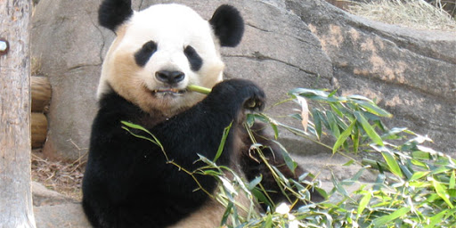 Après des années à tenter de le sauver, le panda géant n’est plus « en danger » mais reste menacé