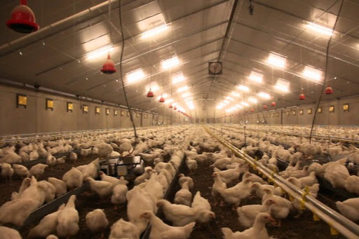 Après la maladie de Newcastle. Bouira : la bronchite infectieuse foudroie le poulet