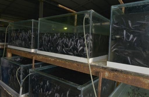 Aquaculture : Création prochaine d’un club scientifique au niveau à Oran