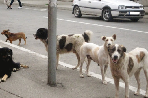 Augmentation du nombre de cas de morsures: à Médéa Alerte : chiens errants !