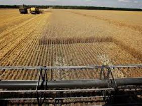 Céréales : la Russie dépasse les USA comme premier producteur de blé