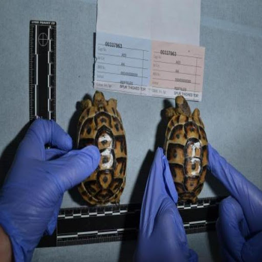 Condamnés pour avoir importé « illégalement » depuis l’Algérie des tortues en voie de disparition