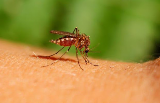 Des sommes colossales mobilisées pour des résultats dérisoires: El Tarf envahie par les moustiques