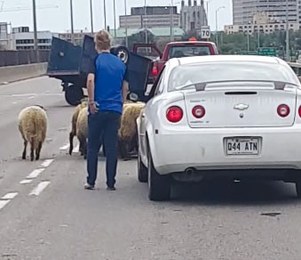 Destinés au rituel de l’Aïd El-Adha Des moutons en cavale sur l’autoroute à Montréal