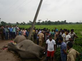 Deux éléphants électrocutés dans l&rsquo;est de l&rsquo;Inde