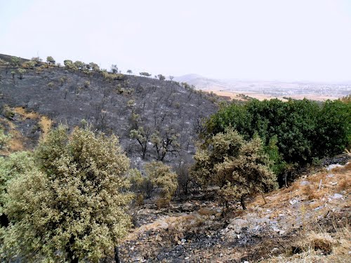 Exercice de simulation de lutte contre un incendie de forêt organisé à « El-Fernane » (Berrouaghia)