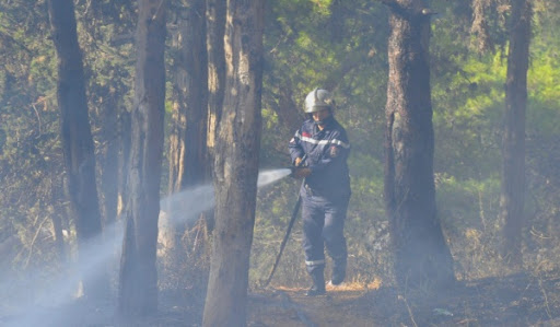 Forêts: plus de 11.000 ha parcourus par les feux depuis juin