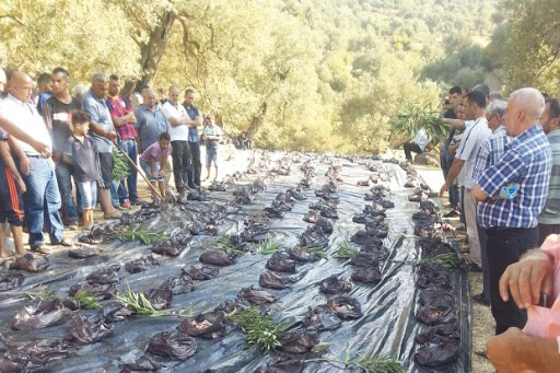 Imazgharène – Draâ El-Mizan (Tizi Ouzou) Timechret : une tradition ancestrale bien ancrée