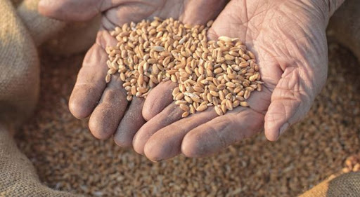 Khemis Miliana: L’institut de technologie des grandes cultures sans domicile fixe