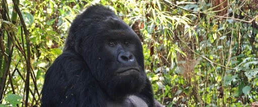 Le plus grand gorille du monde « à un pas » de l’extinction