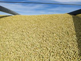 Légumineuses : hausse de la production notament les lentilles