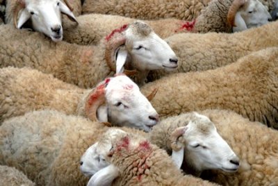 Les petits métiers de l’Aïd à Médéa : Concurrence entre vendeurs occasionnels