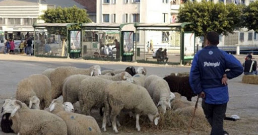 Marchés illicites de bestiaux Où est passé l’Etat ?