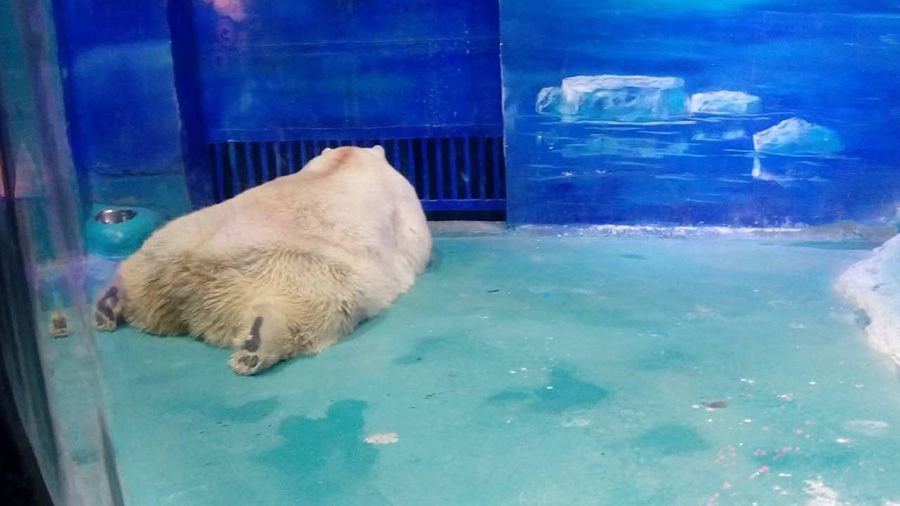 L’ours polaire « le plus triste du monde » ne quittera pas son aquarium du centre commercial chinois Grandview Mall