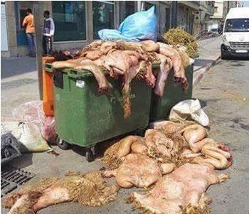 Peaux des moutons de l’Aid: Une fortune qui va à la…poubelle