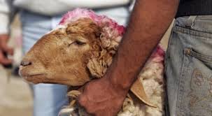 Plus de 3 millions de moutons égorgés