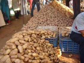 Pomme de terre d’arrière-saison à Aïn Defla : une production de près de 3 millions de qx attendue