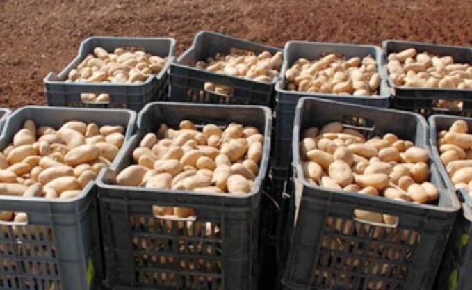 Mostaganem: Un Salon national de la pomme de terre