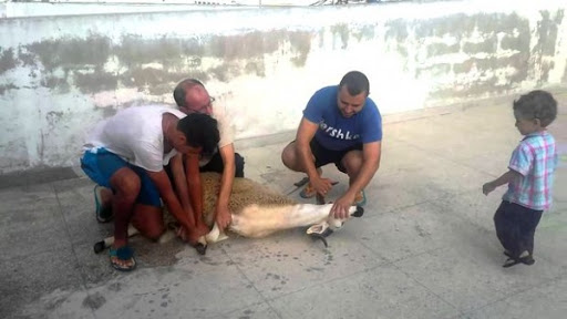 Souk Ahras: l’Aïd entre obligation religieuse et rémanence d’anciennes croyances