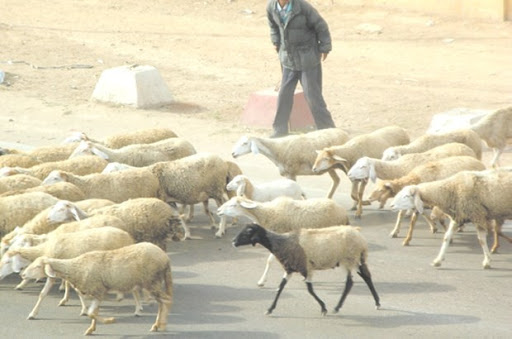 Tlemcen: Deux voleurs de cheptel arrêtés à Ouled Mimoun