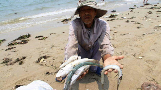 Vietnam: des milliers de poissons retrouvés morts sur les plages.