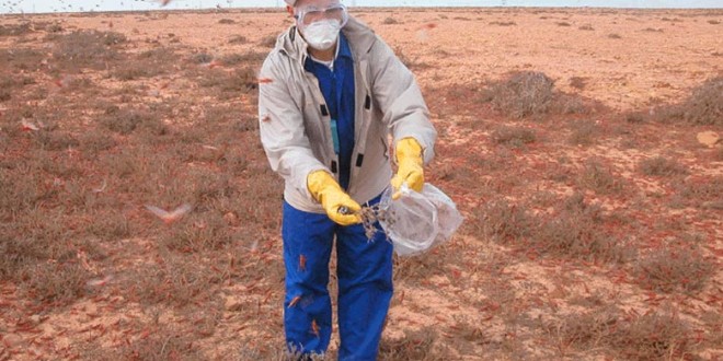 Lutte contre le criquet pélerin : Aucune présence acridienne en Algérie et création d’un fonds régional pour la gestion du risque