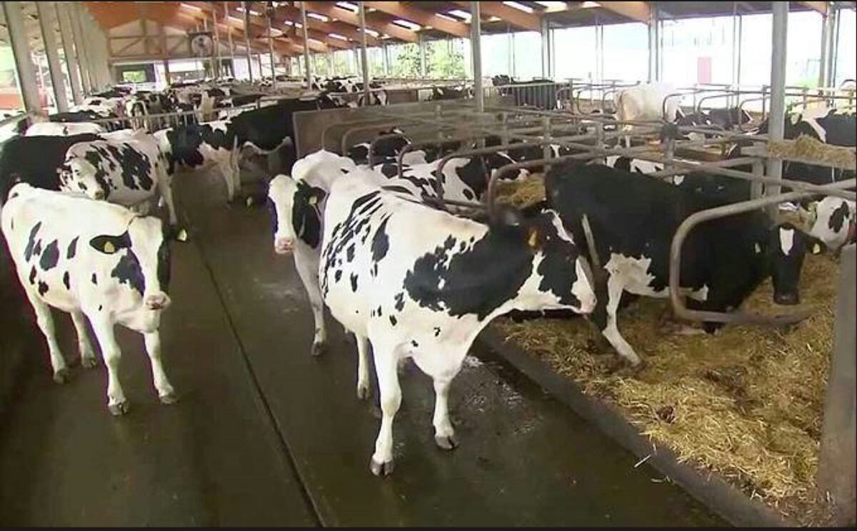 SIPSA-SIMA Algérie 2016 pointe aux portes de l’Afrique