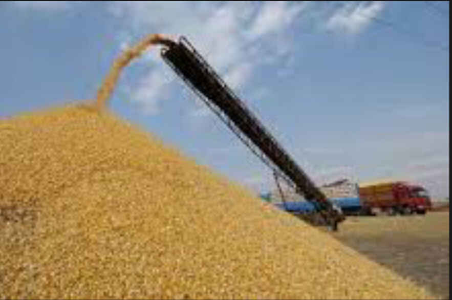 Bouira : relance officielle des procédures de réalisation d’un complexe céréalier à El-Asnam