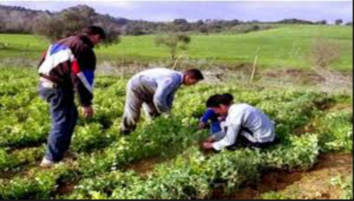 Mascara : La DSA appelle les fellahs à éviter les spéculations