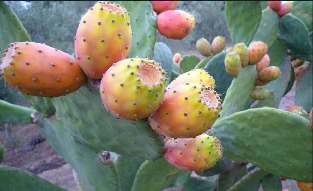 Figue de barbarie : une filière à développer