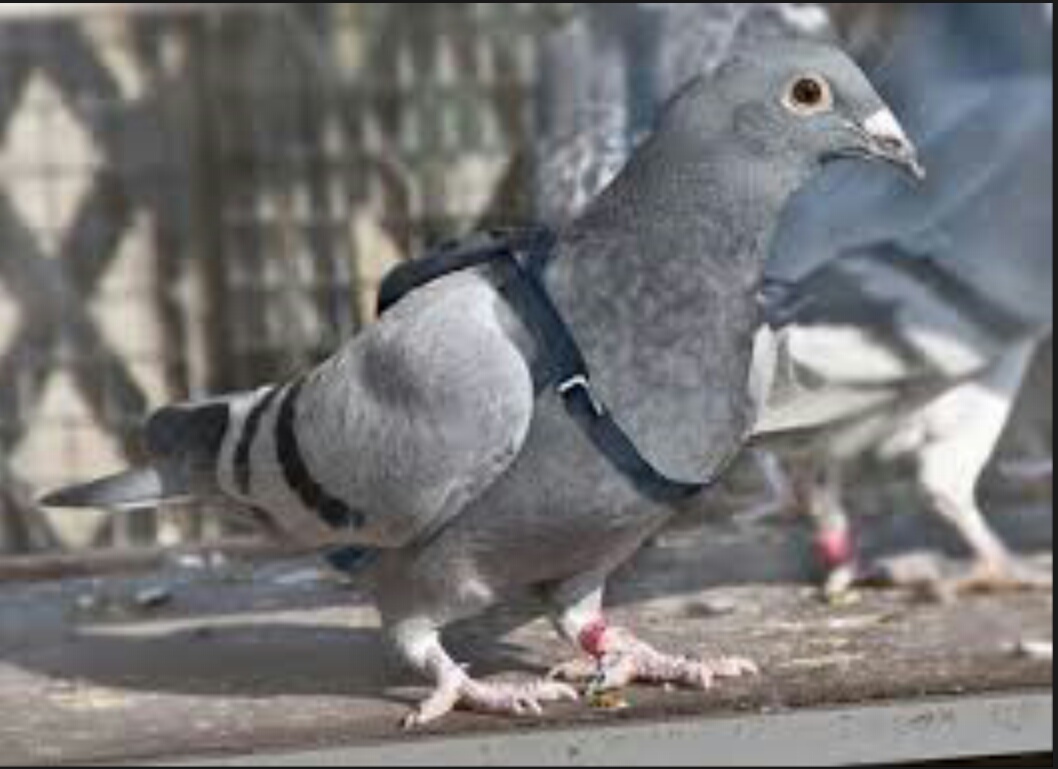 Un pigeon soupçonné d’espionnage est placé en garde à vue
