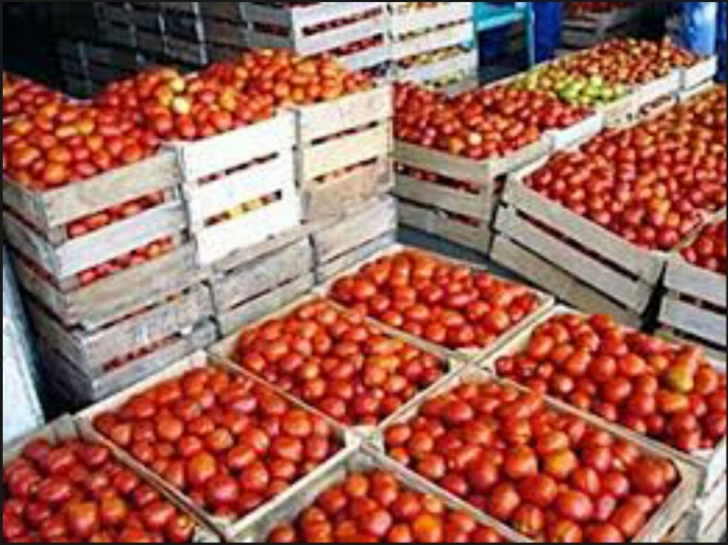 Skikda : une ville côtière retournée vers l’agriculture