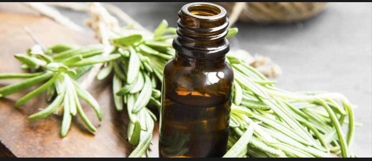 Le romarin, une plante super détoxifiante