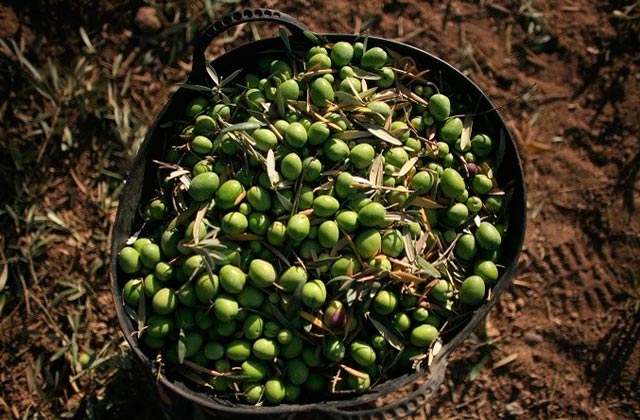 Oléiculture : les Espagnols arrivent à Msila en convertissant une dette algérienne en investissement