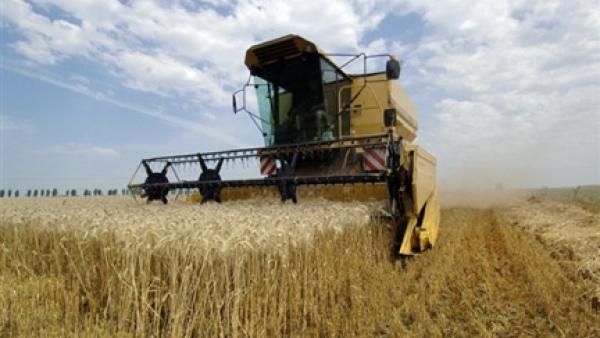 Production de blé dur à Constantine : 1,26 million de quintaux récoltés.