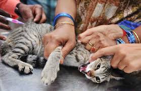 La « rage muette » représente 30 % des cas de rage