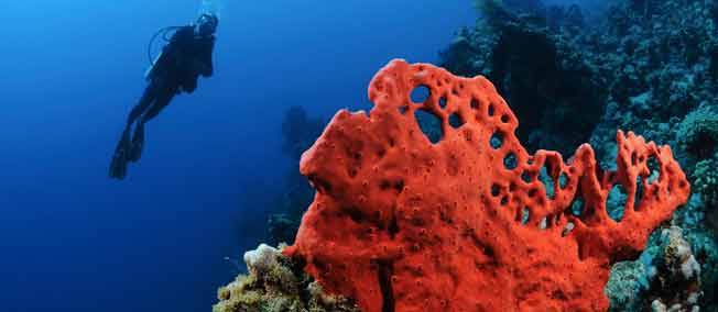 Reprise en 2017 de la pêche au corail