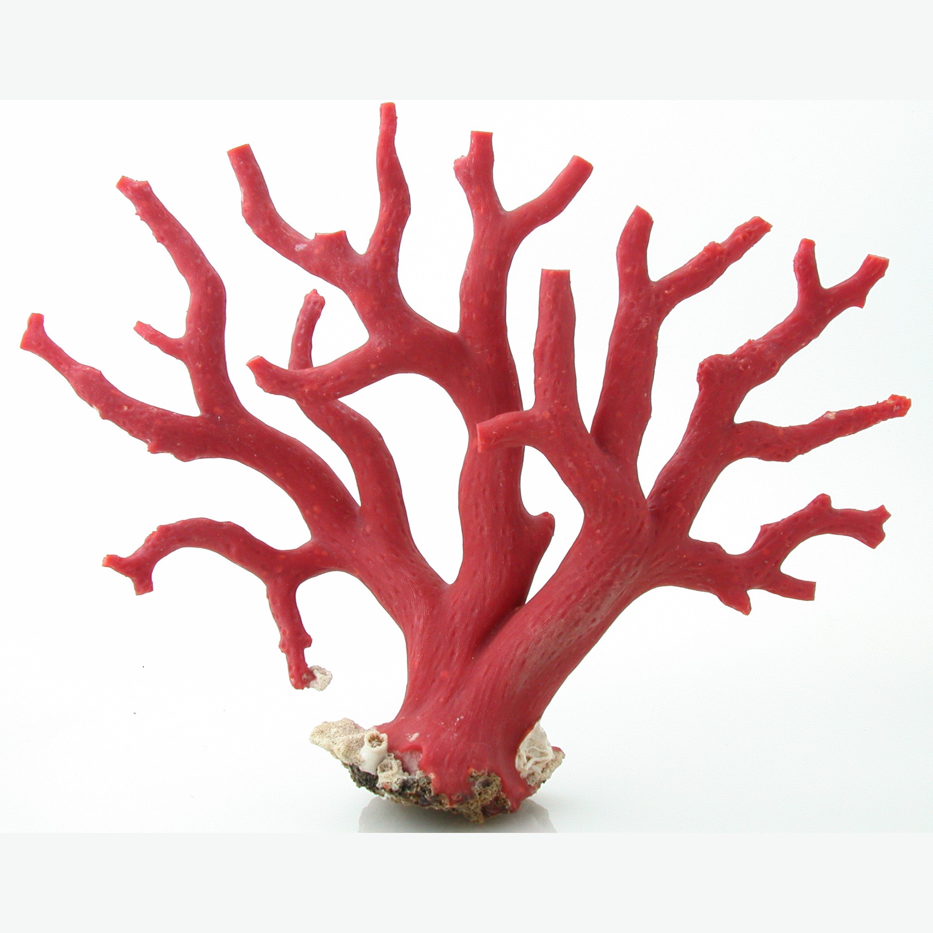 Braconnage du corail : Saisie spectaculaire de la gendarmerie nationale