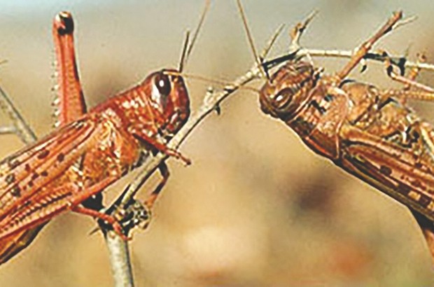 Lutte antiacridienne : Dix pays de la région occidentale se réunissent à Alger