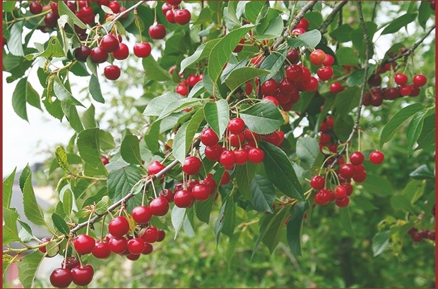 Ils sont destinés à la plantation de 100 000 cerisiers Souk-Ahras : distribution de 339 ha