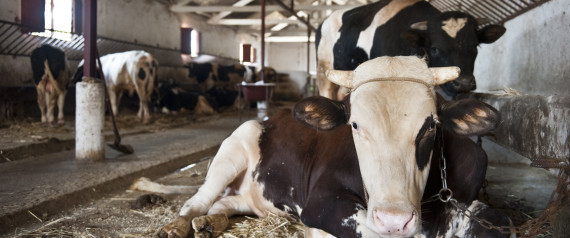 Entrée en production fin 2016 d’un projet algéro-américain d’élevage et de céréaliculture