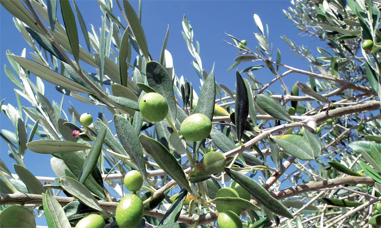 Agriculture: Journée de sensibilisation au profit des oléiculteurs