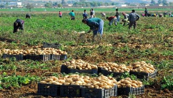 Mostaganem: La pomme de terre toujours hors de prix